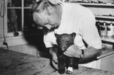 Man holding injured bear cub on a table
